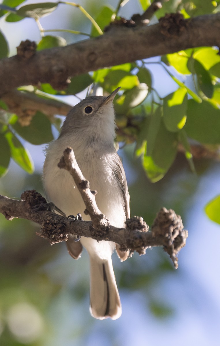 Blue-gray Gnatcatcher - ML645590919