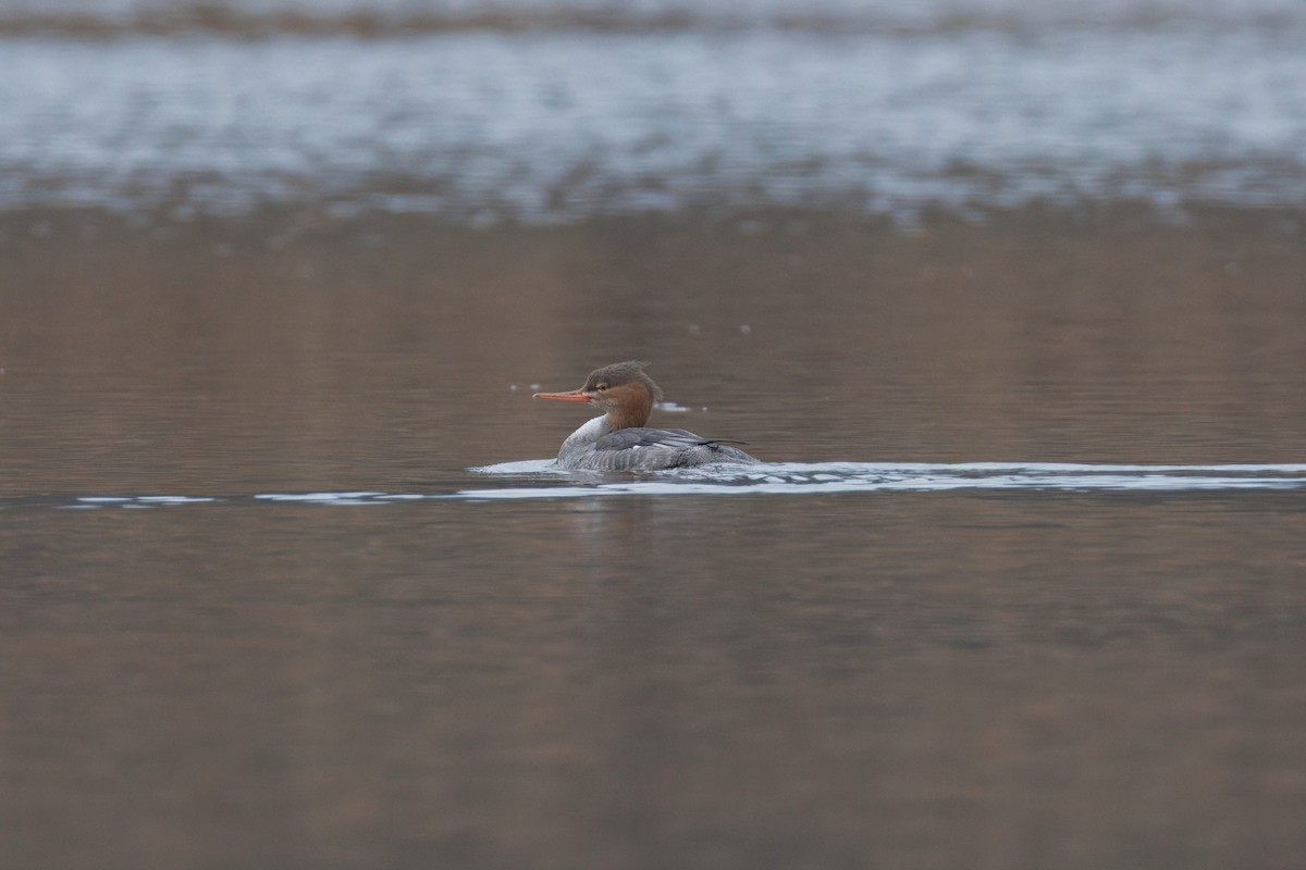 Red-breasted Merganser - ML645590921