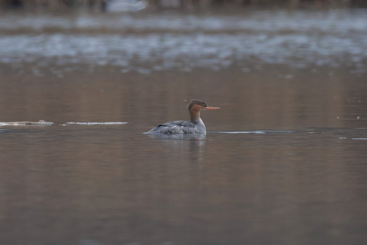 Red-breasted Merganser - ML645590922