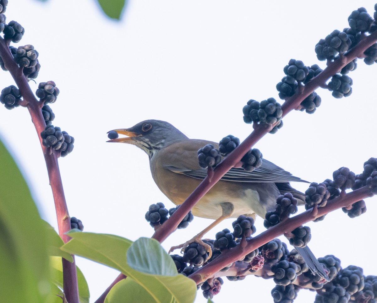 Rufous-backed Robin - ML645590923