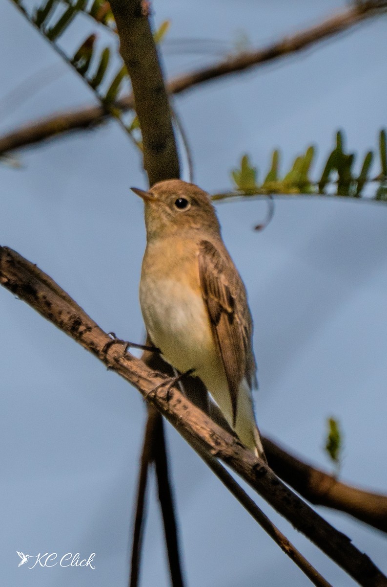 Red-breasted Flycatcher - ML645590926