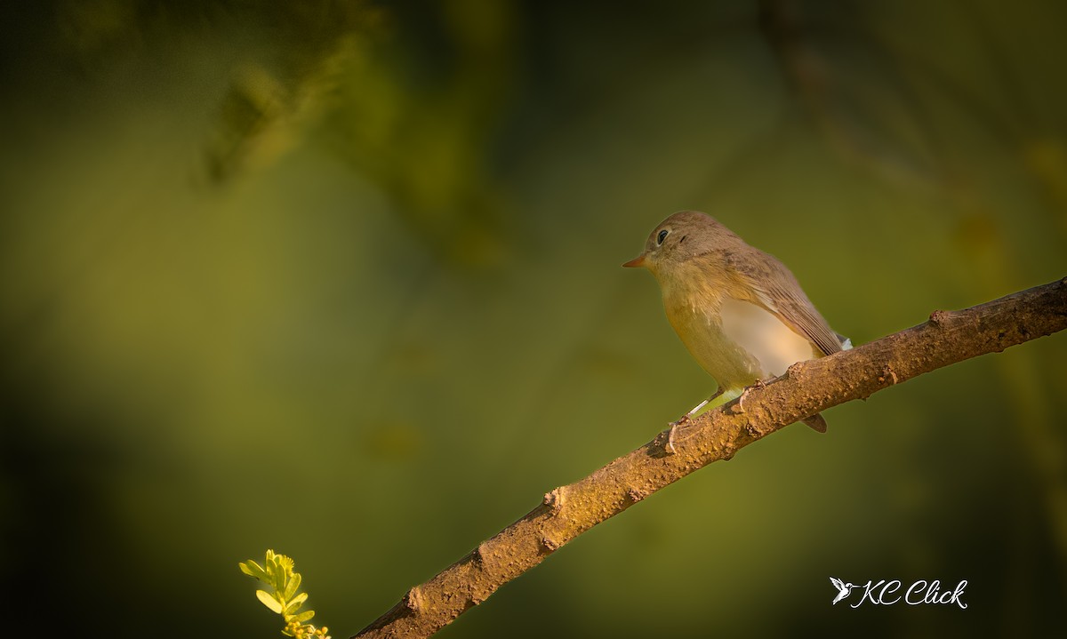 Red-breasted Flycatcher - ML645590927