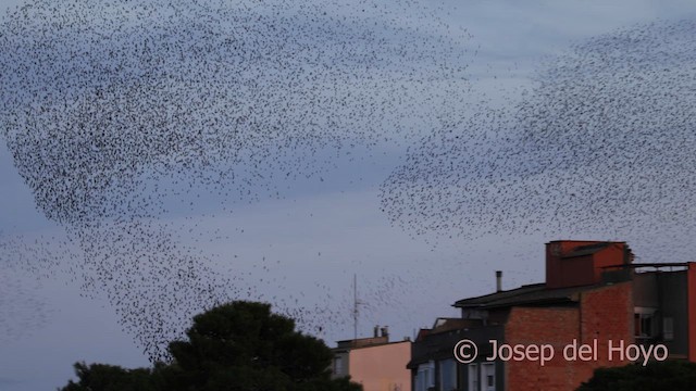 European Starling - ML645590928