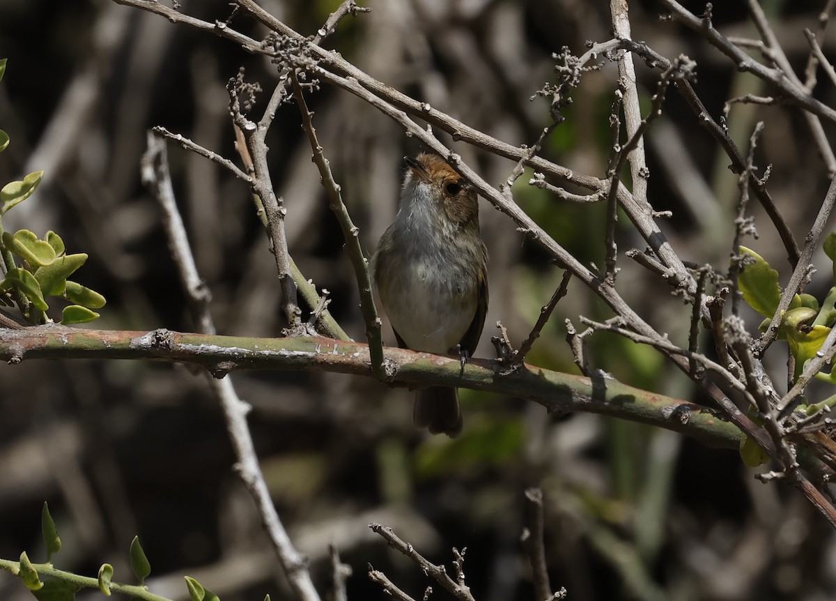 Fulvous-faced Scrub-Tyrant - ML645590934