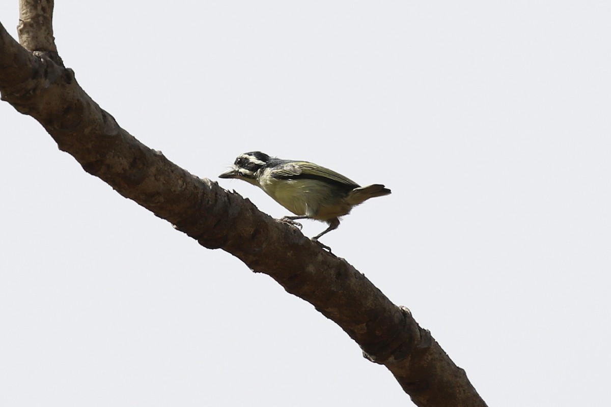 Yellow-rumped Tinkerbird - ML645590936