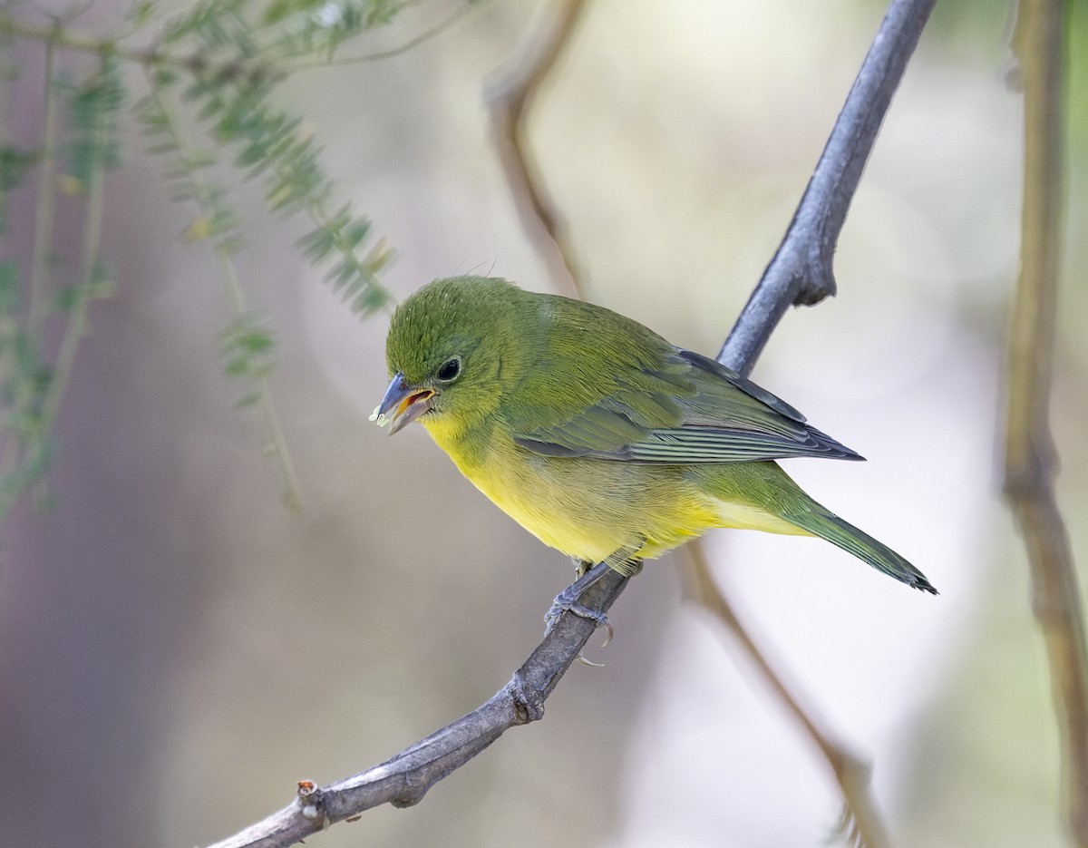 Painted Bunting - ML645590937