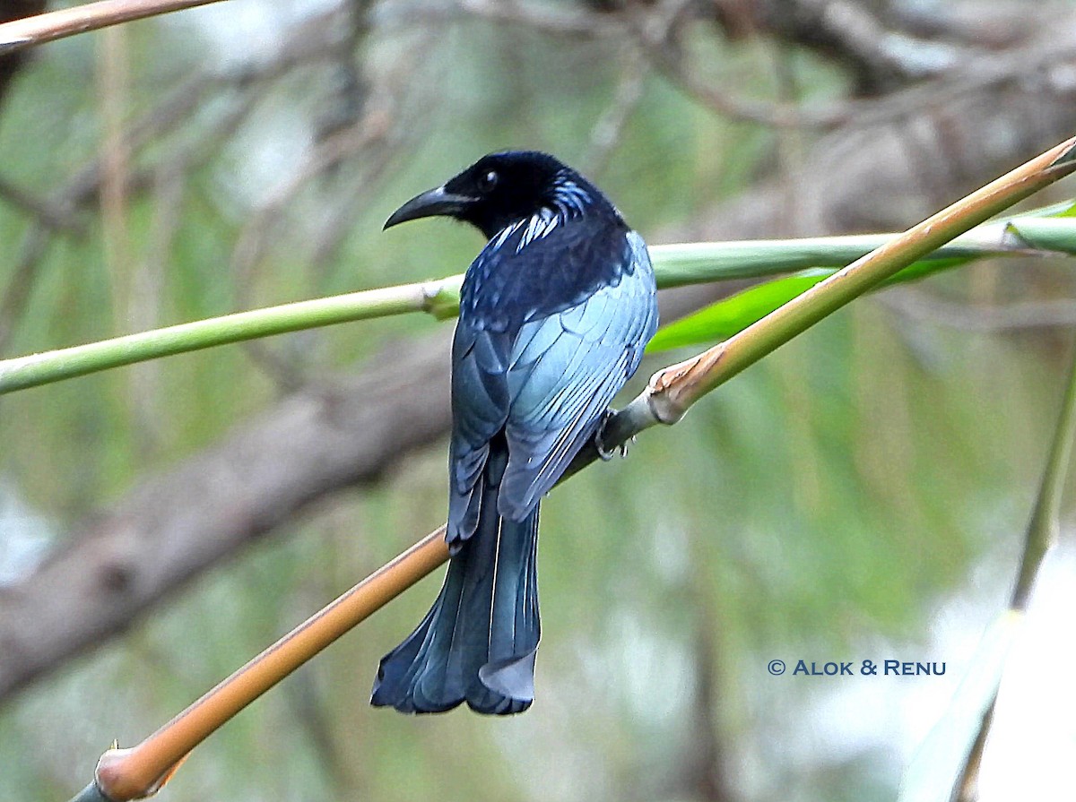 Hair-crested Drongo - ML645590938