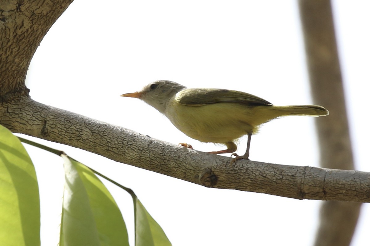 Senegal Eremomela - ML645590942