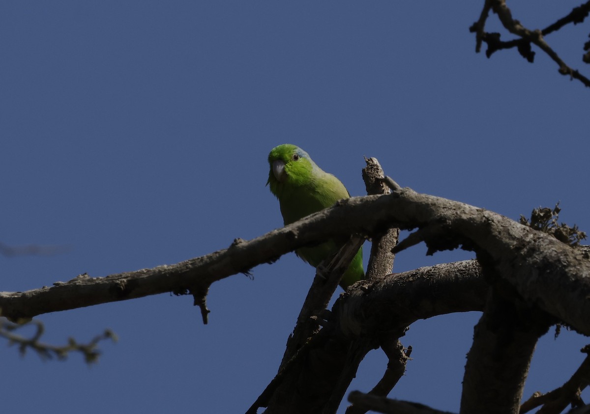 Pasifik Serçe Papağanı - ML645590943