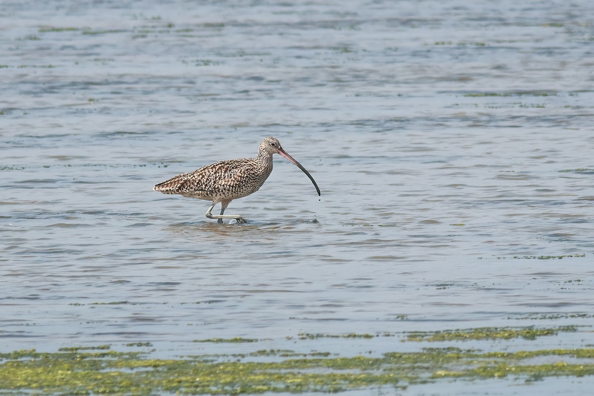 Uzakdoğulu Kervançulluğu - ML645590944