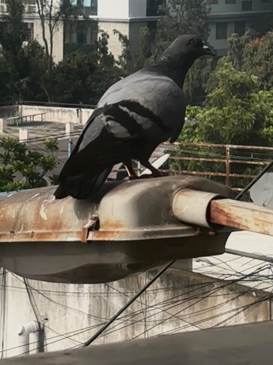 Haitz-usoa (etxekoa) - ML645590945