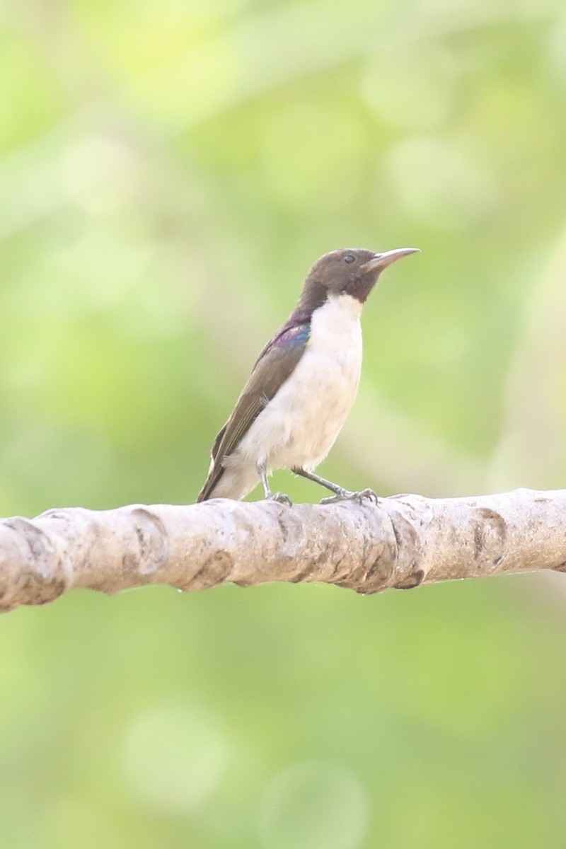 Batılı Mor Sırtlı Nektarkuşu - ML645590952