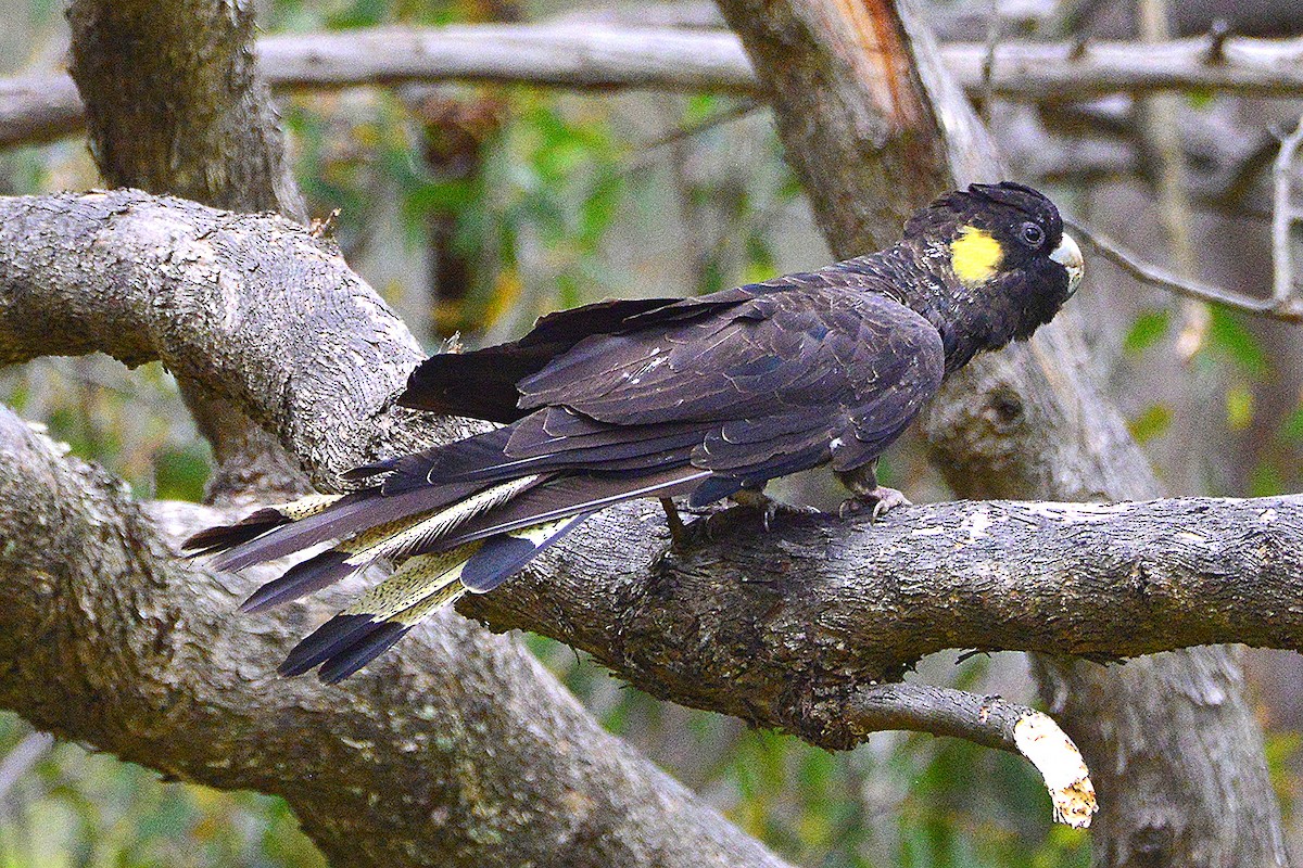 Sarı Kuyruklu Kakadu - ML645590953