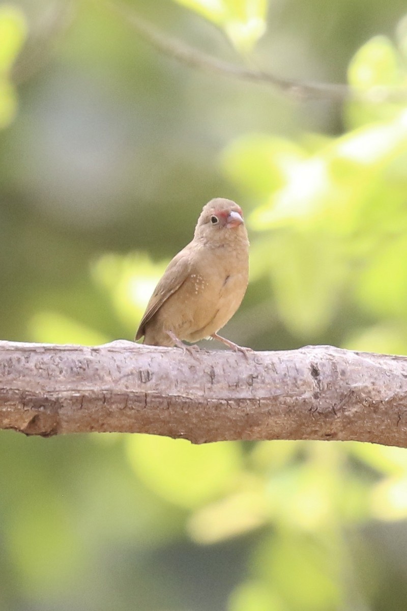 Senegal Ateşispinozu - ML645590954