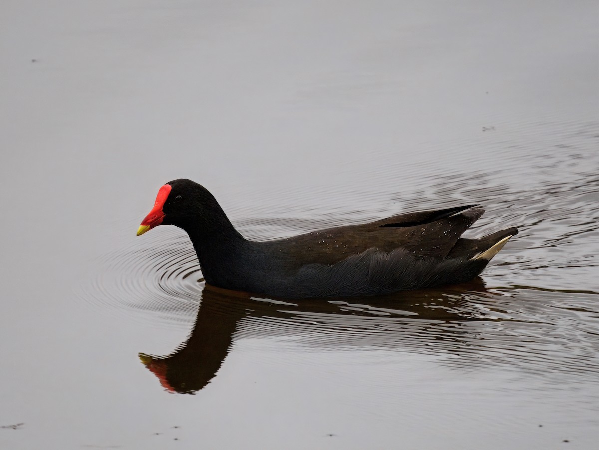 Karaca Sutavuğu - ML645590955