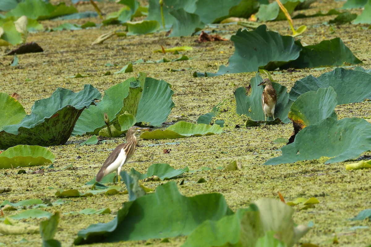 Çin Alaca Balıkçılı - ML645590956