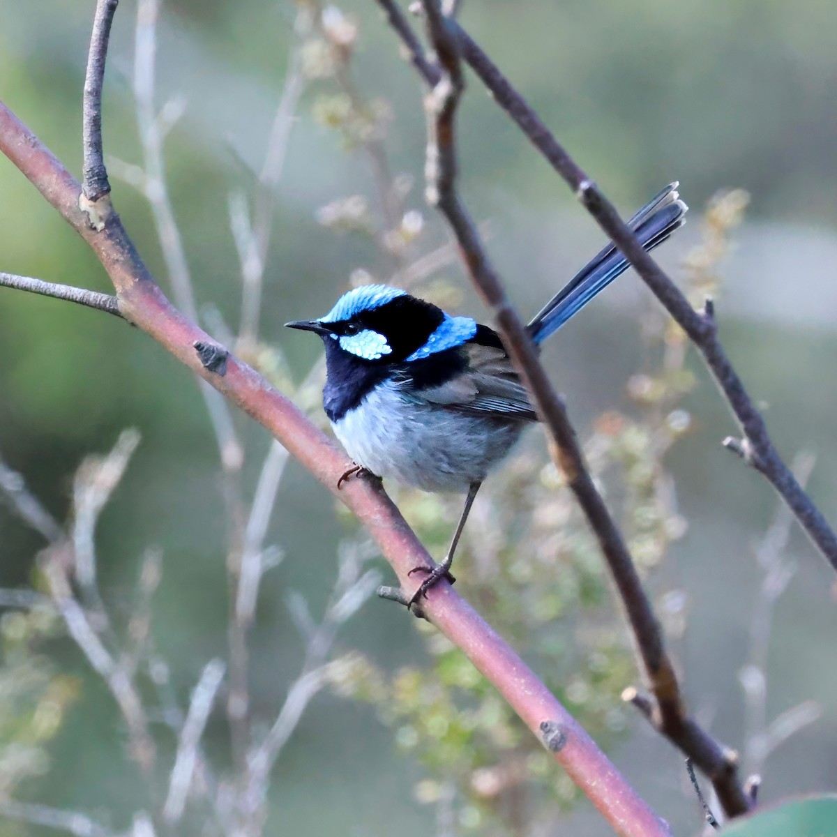 Muhteşem Peribülbülü - ML645590959