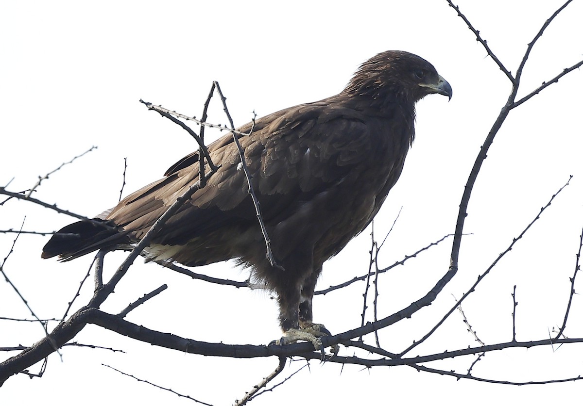 Büyük Orman Kartalı - ML645590960