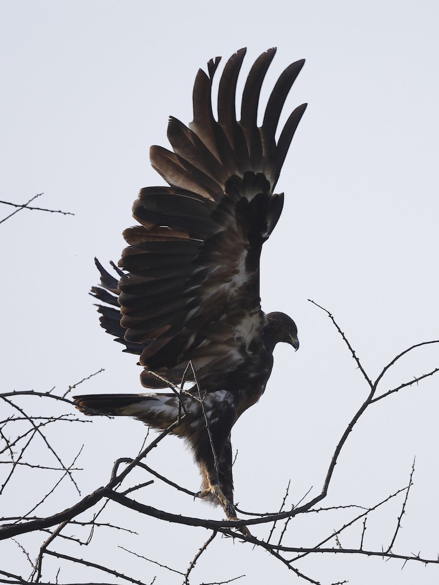 Büyük Orman Kartalı - ML645590961