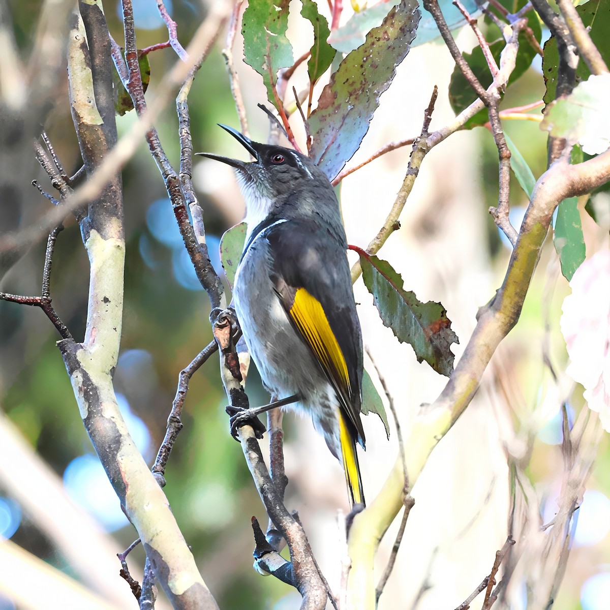 Kara Yakalı Balkuşu - ML645590962