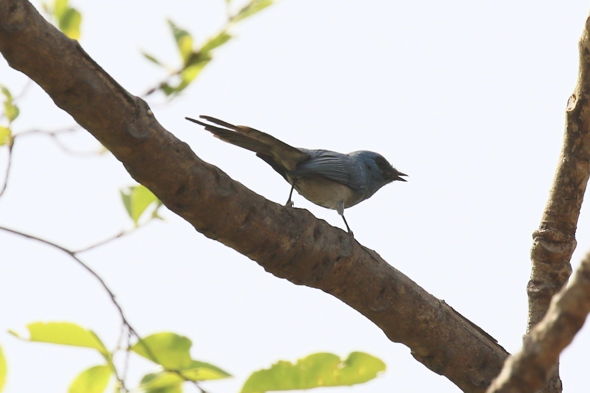 Afrika Gökçe Sinekkapanı - ML645590964
