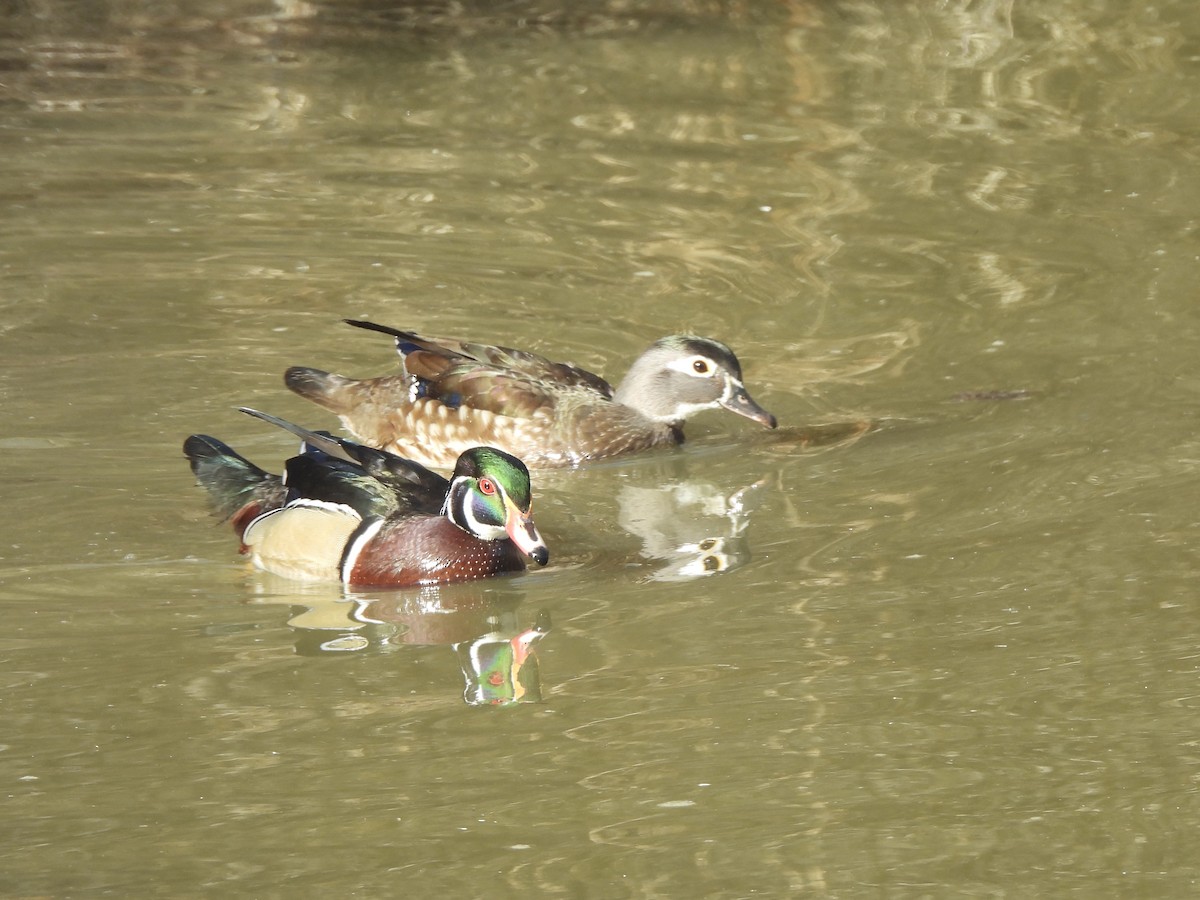 Orman Ördeği - ML645590965