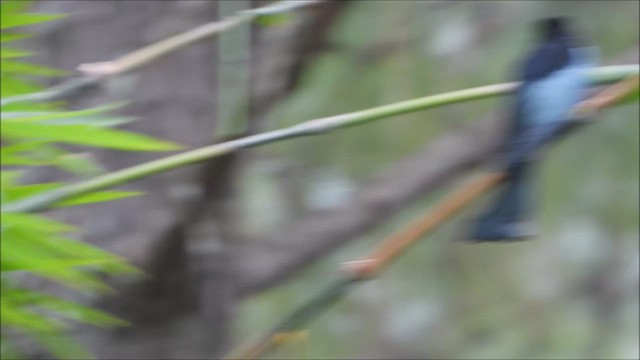 Telli Drongo - ML645590967