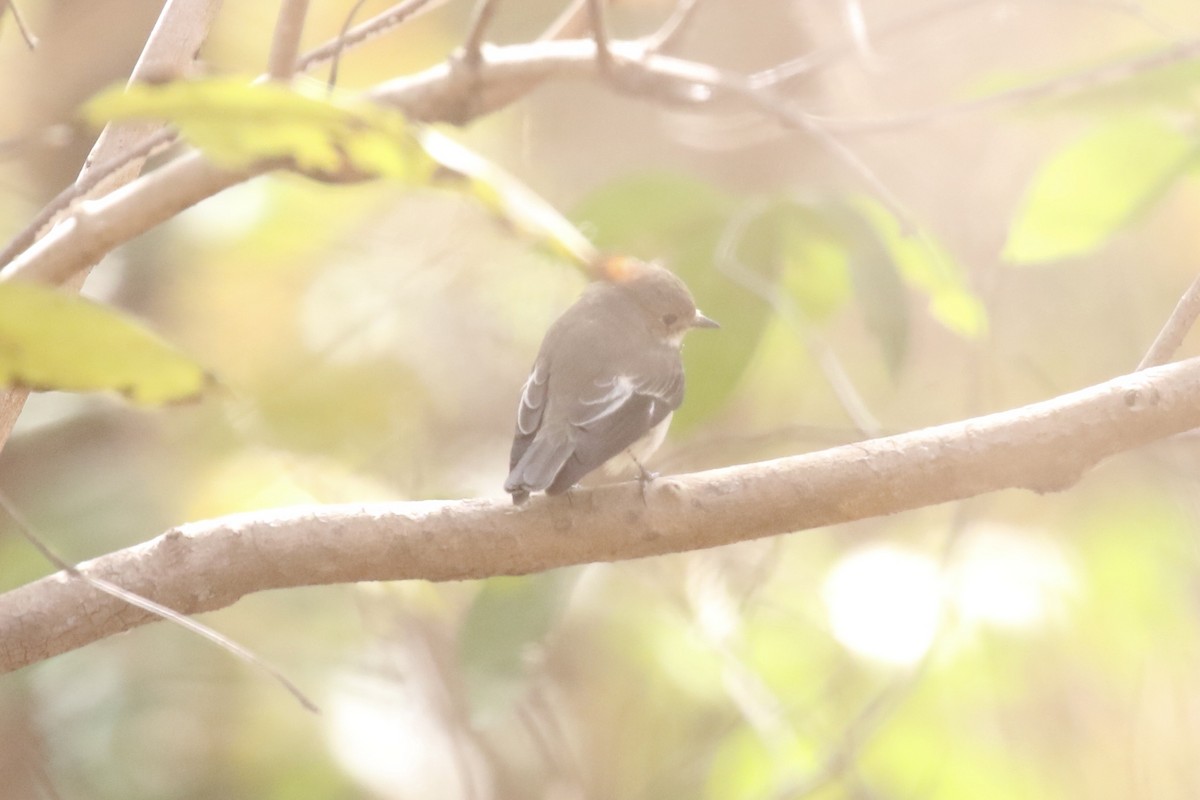 Kara Sinekkapan - ML645590968