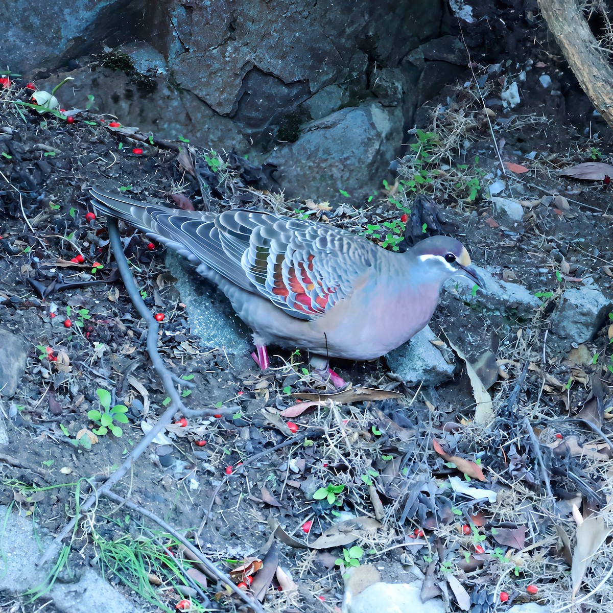 Sürmeli Bronz Kumru - ML645590969