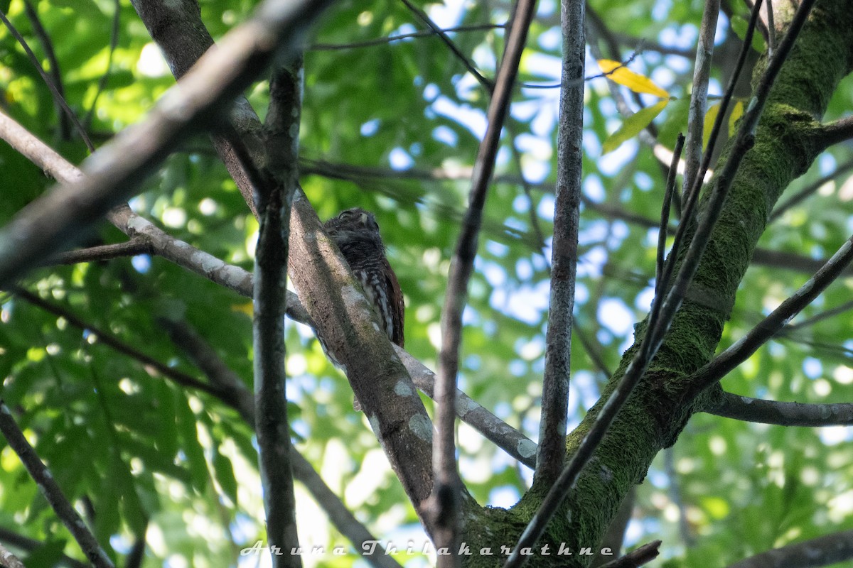 Kestane Sırtlı Serçe Baykuşu - ML645590970