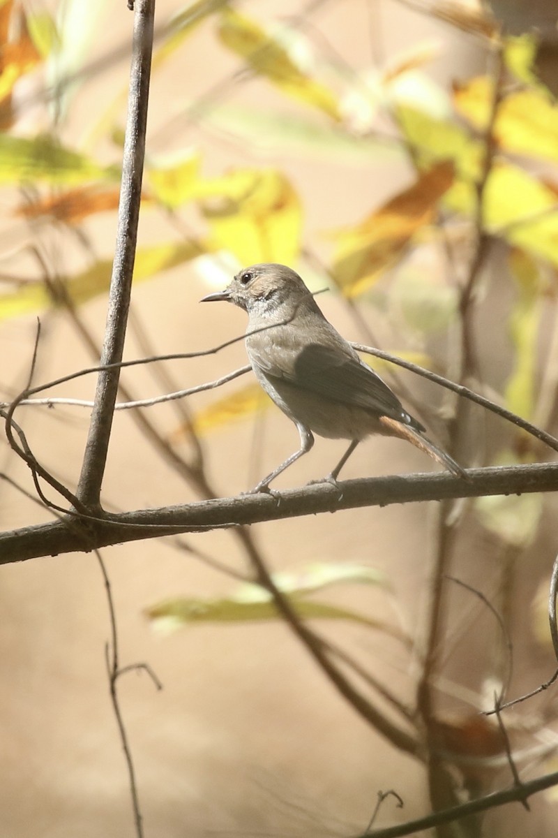 Paskuyruk - ML645590971