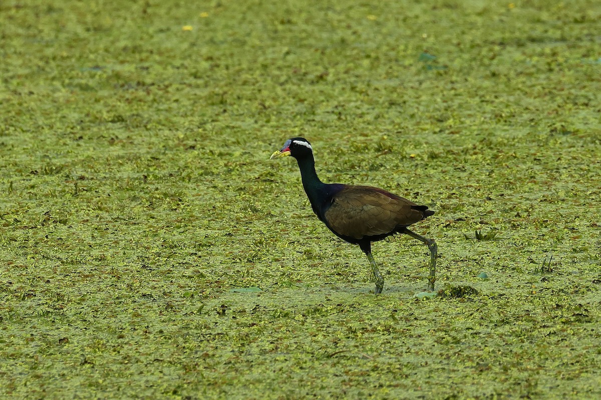 ostnák hnědoocasý - ML645590981