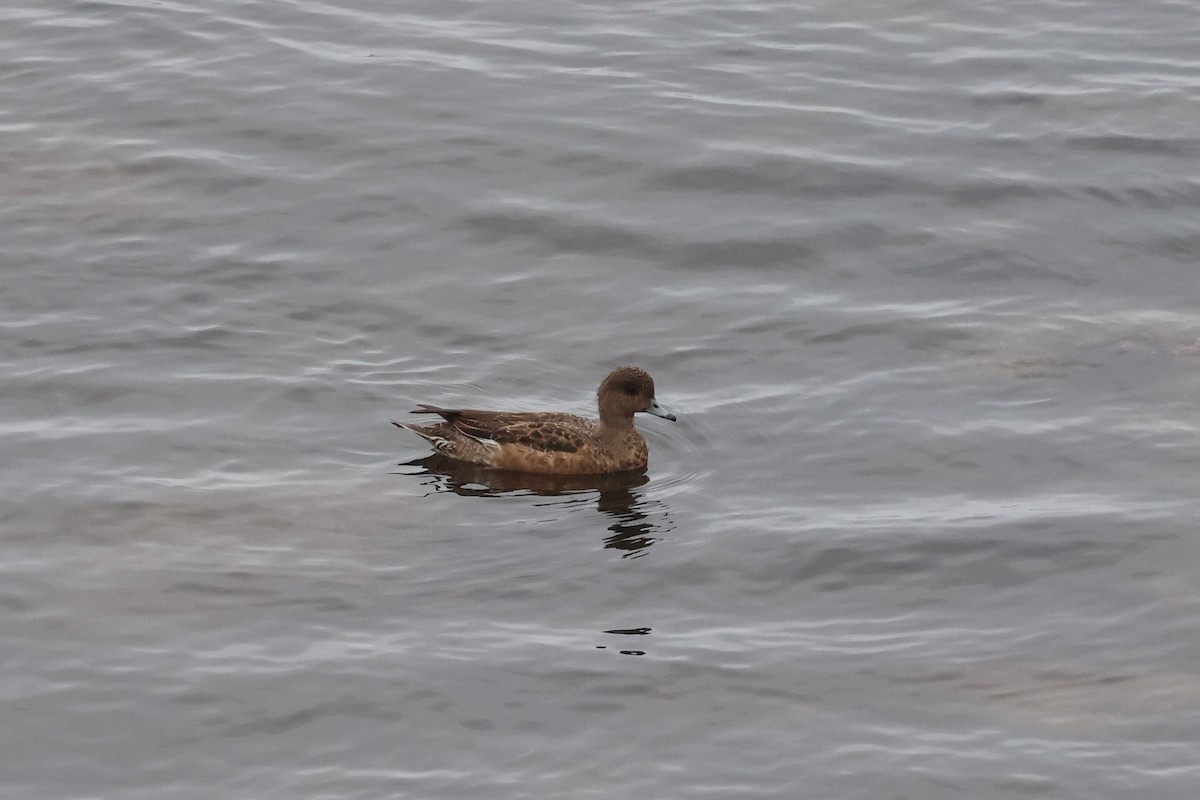 Eurasian Wigeon - ML645590987