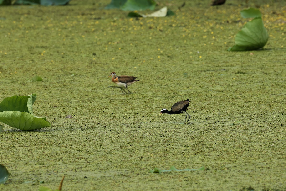 ostnák hnědoocasý - ML645591019