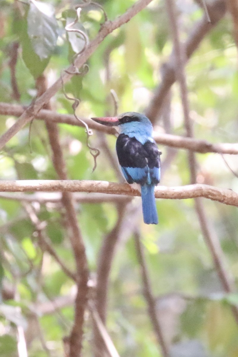 Blue-breasted Kingfisher - ML645591024