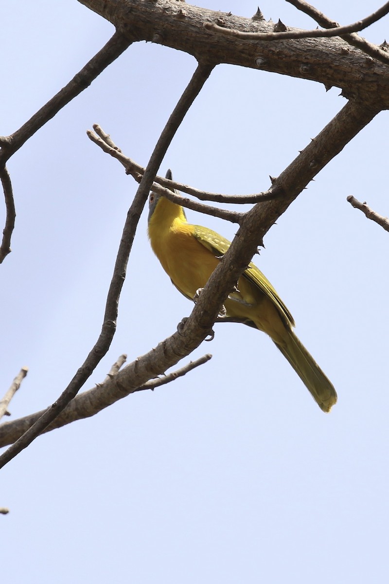 Gray-headed Bushshrike - ML645591028