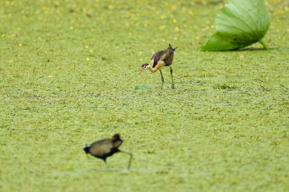 Pheasant-tailed Jacana - ML645591030