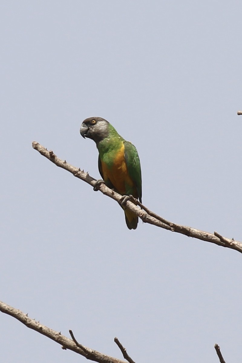 Senegal Parrot - ML645591031