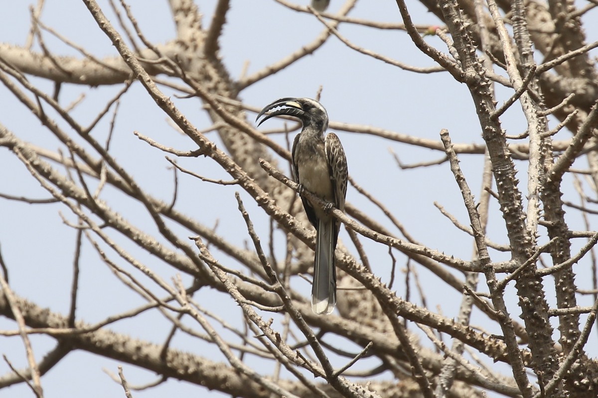 African Gray Hornbill - ML645591032