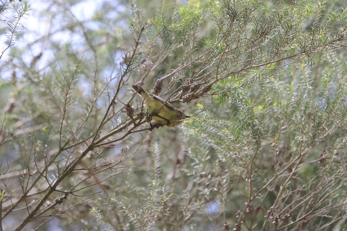 Yellow Thornbill - ML645591033
