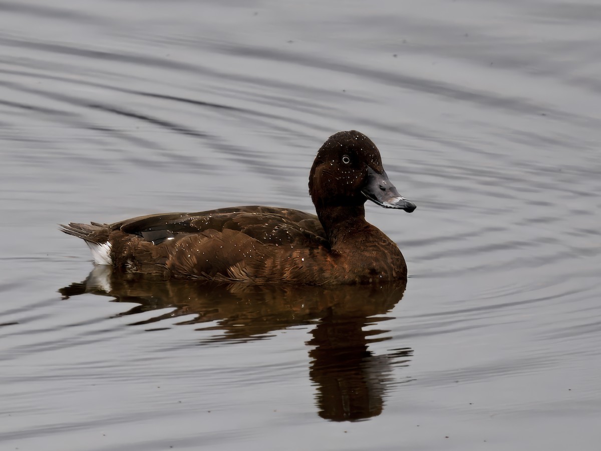 Hardhead - ML645591034