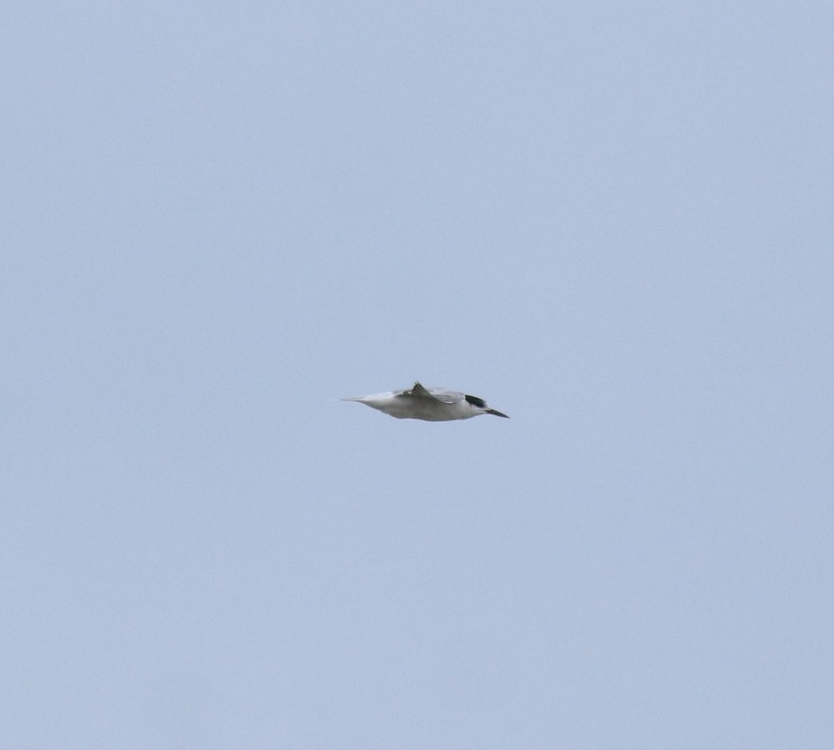 Ashy Prinia - ML645591037