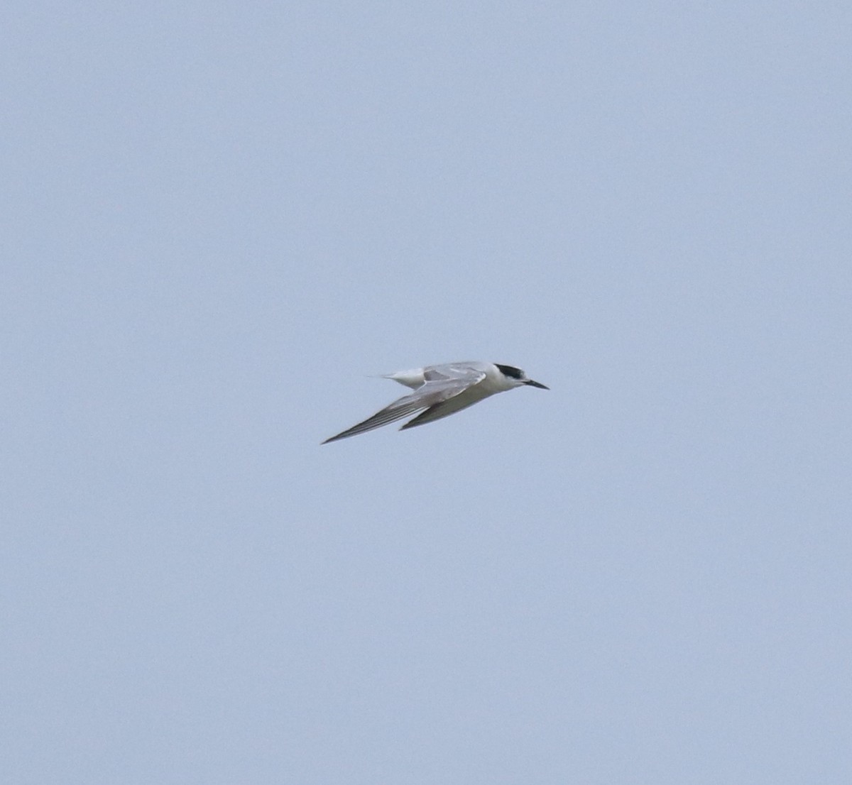 Ashy Prinia - ML645591040