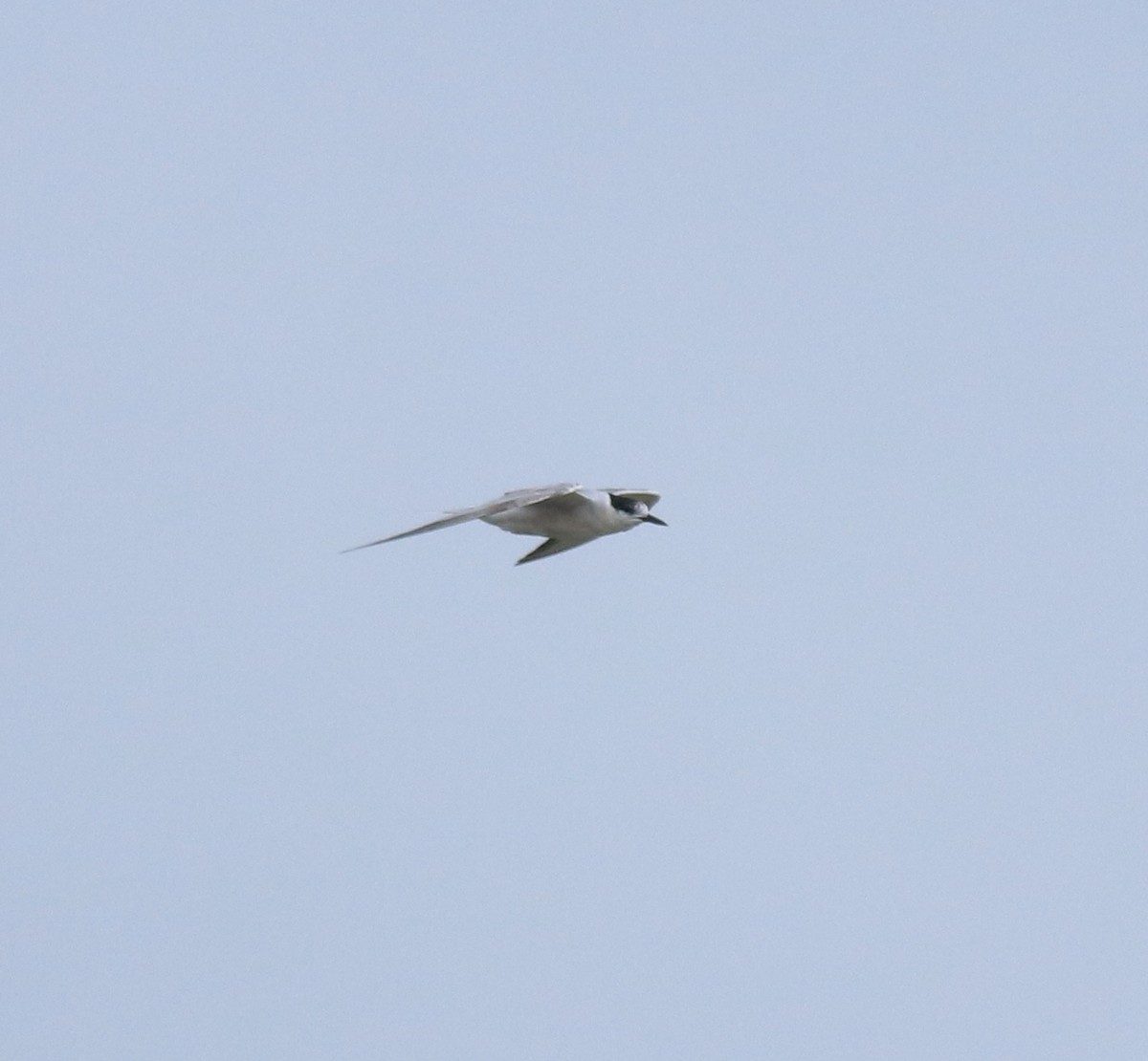 Ashy Prinia - ML645591041