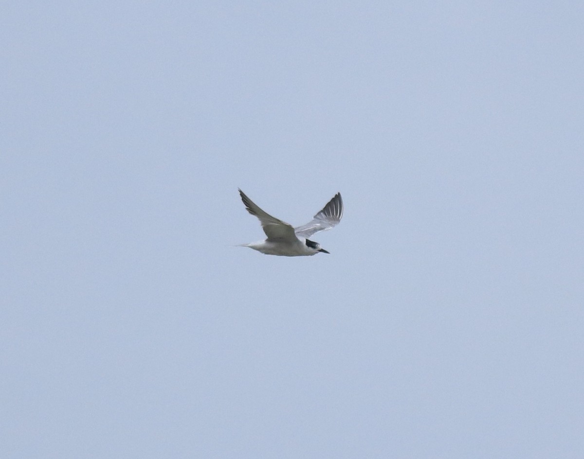 Ashy Prinia - ML645591043