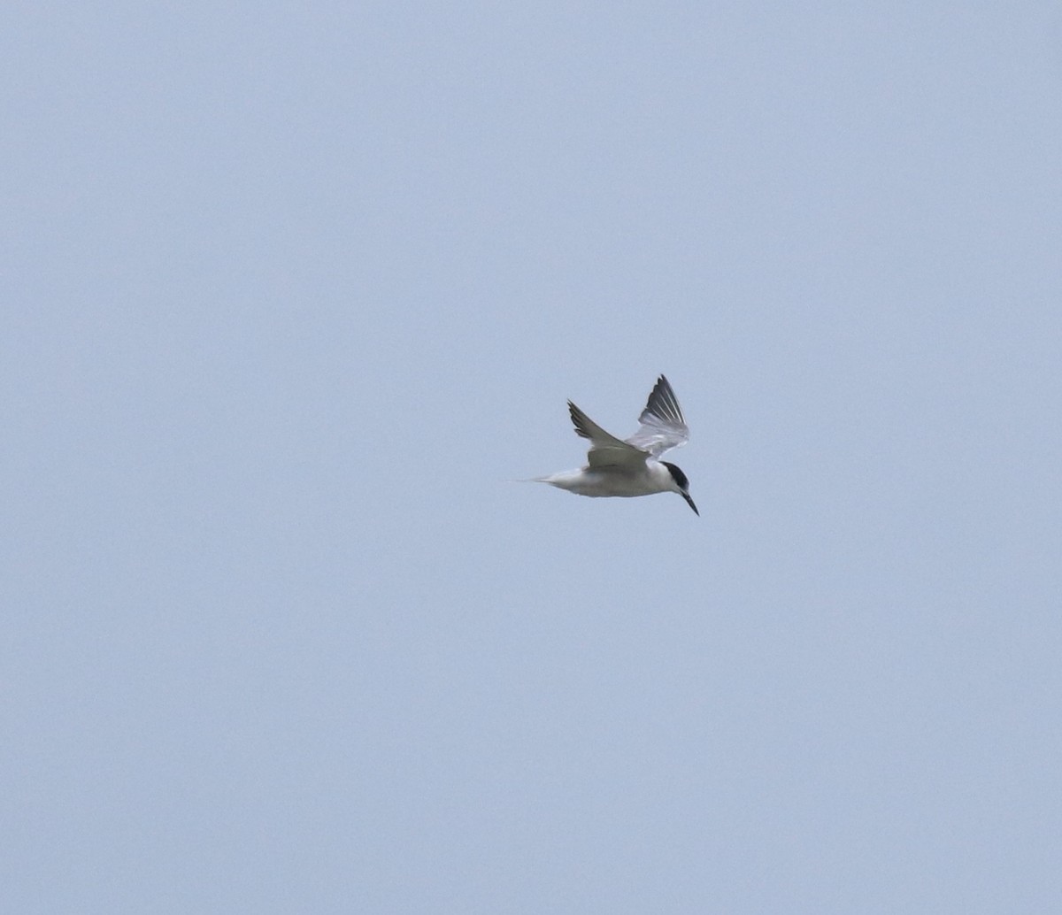 Ashy Prinia - ML645591045