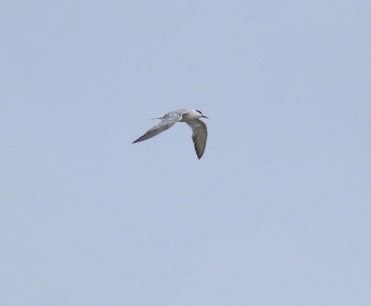 Ashy Prinia - ML645591050