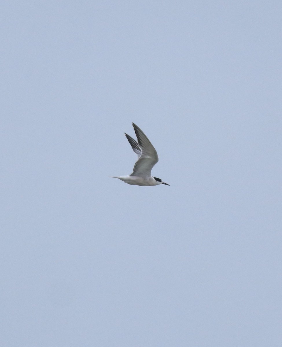 Ashy Prinia - ML645591052