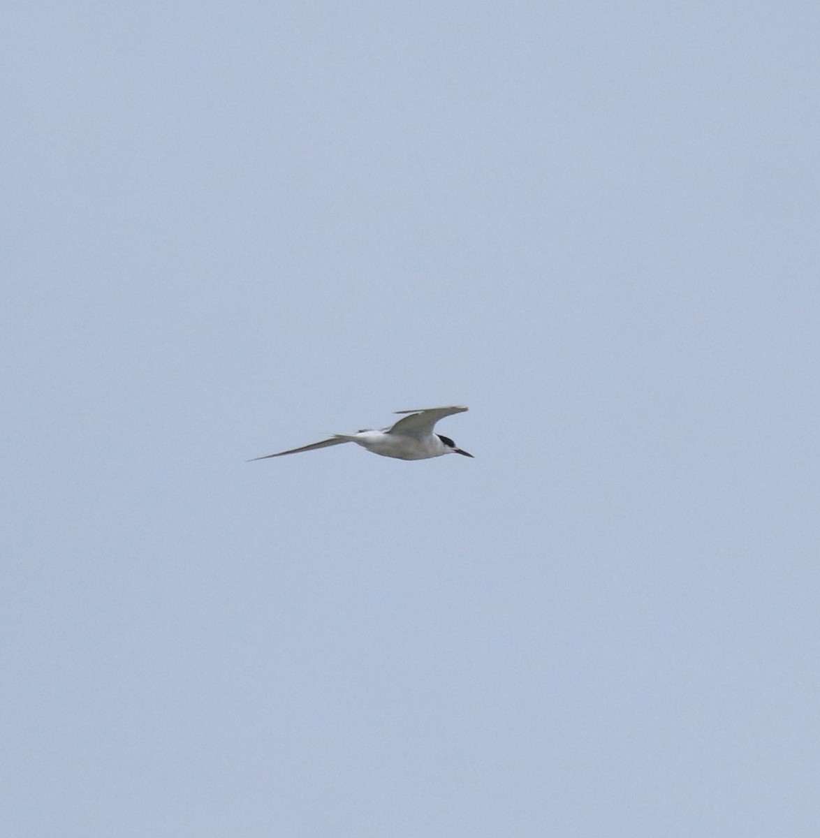 Ashy Prinia - ML645591054