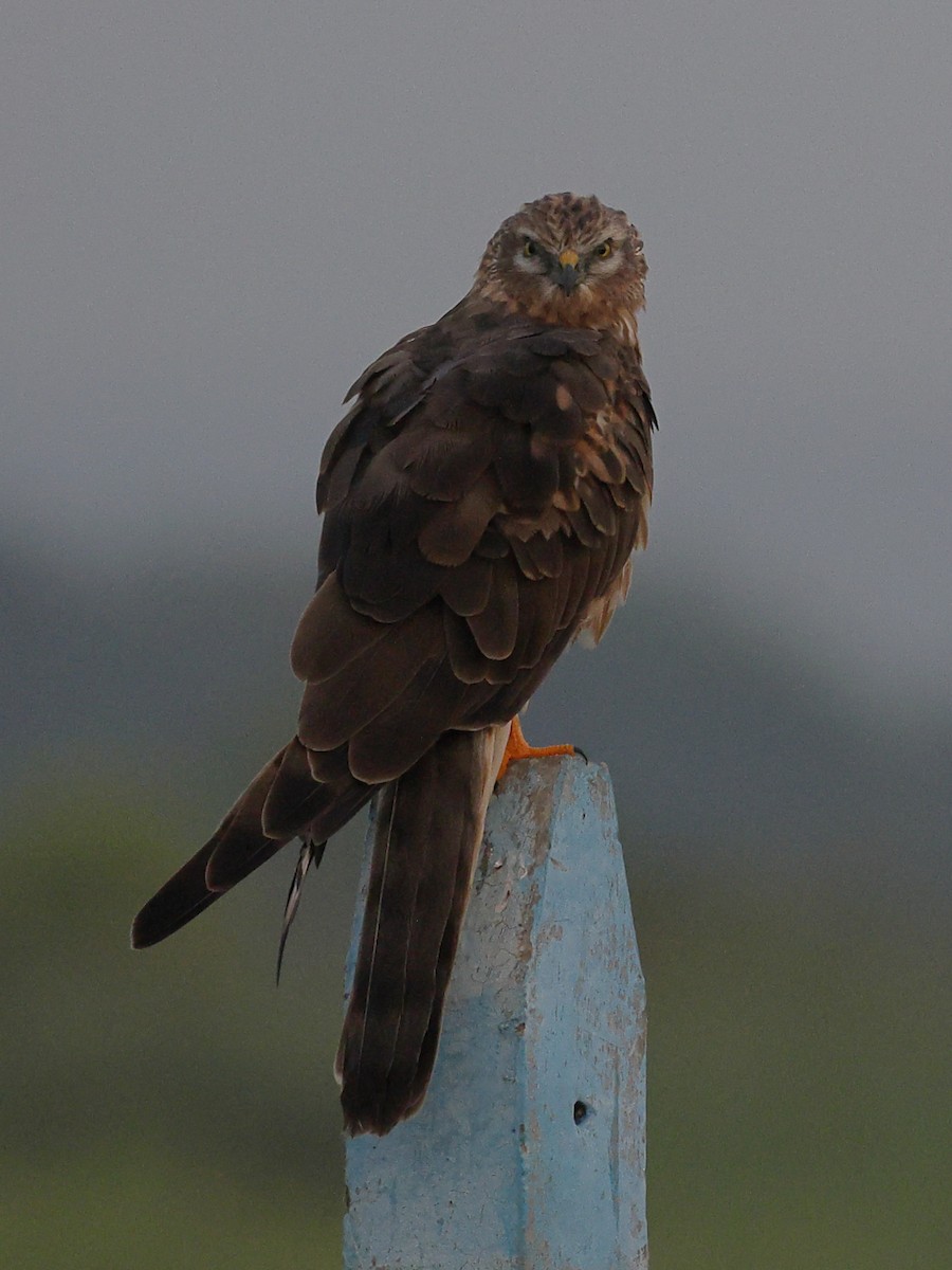 Montagu's Harrier - ML645591056